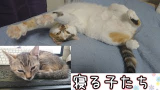 寝相スキルの高さを見せつける先住猫。【れんこま日記 ６】