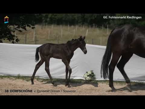 KN 38 Dorfschöne SF v. Dynamic Dream - Souvenir 66. FOHLENAUKTION RIEDLINGEN 2023