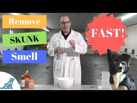 Remove Skunk Smell From Dog- Using Household Products