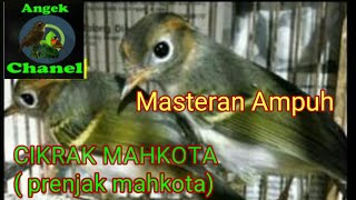 Download lagu Suara Burung Cikrak Mahkota /Prenjak Mutiara mp3