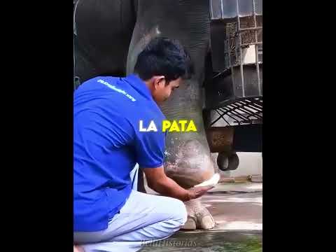 Este Elefante Perdió Una Pata 😨🐘