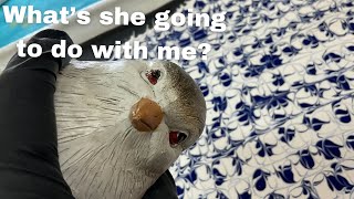 Transforming an Angry Bird with Acrylic Skins