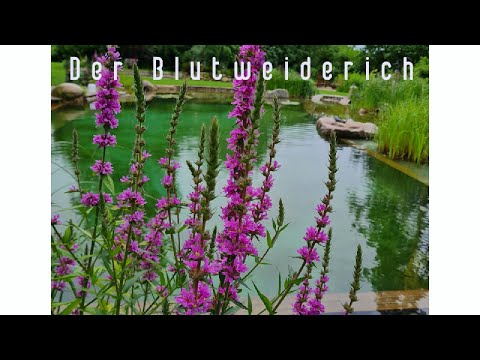 , title : 'Blutweiderich | Lythrum salicaria im Teichpflanzencheck'