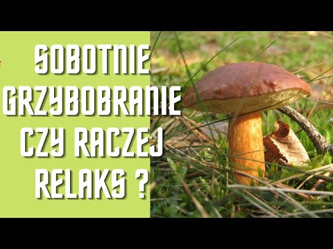 grzybobranie -  cudowny relaks. Wrzesień 2021