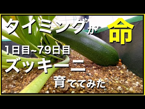 ズッキーニの鉢植えを始めるのに最適な時期はいつですか?  庭園