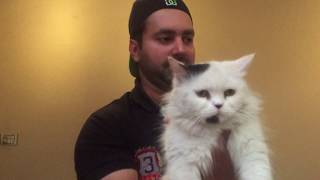 Turkish angora cat Vs Doll face vs Tiger face persian cats