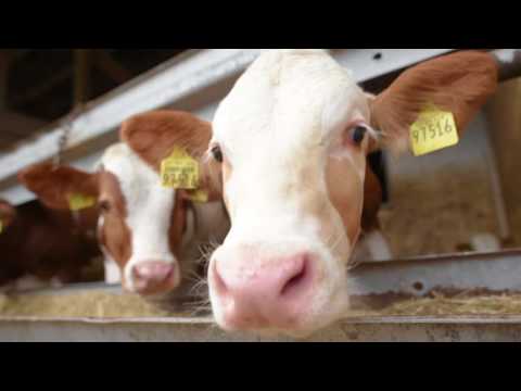 Der Schübelhof - Ferienhof in Schönlind im Fichtelgebirge - Imagefilm