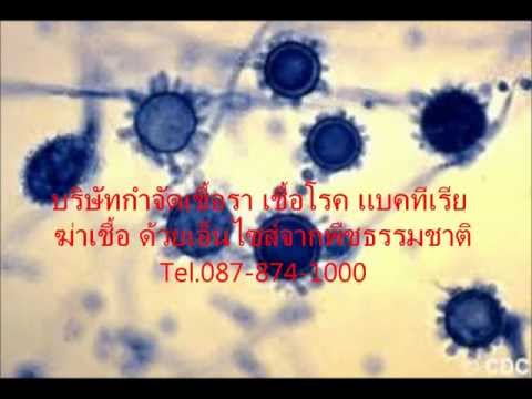 โองการเพื่อกระตุ้นผู้หญิง วิดีโอเชื้อโรคม้าหลัง