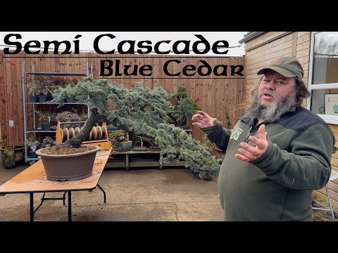 Semi-Cascade Blue Cedar Repot - Greenwood Bonsai