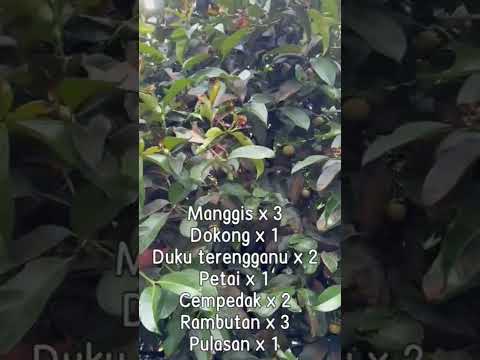Suku Ekar Dusun Durian dan Buahan Kuang Sungai Buloh video