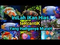 Ikan Hias Air Tawar Murah Dan Cantik