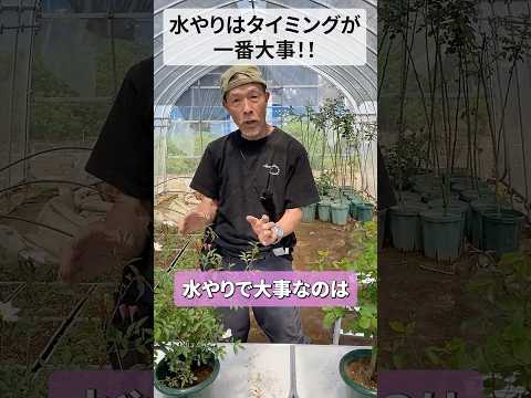 春にいつ、どのように植物に水をやるのですか？ヒント、コツ、避けるべき間違い  庭園