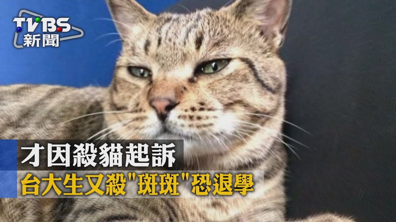 才因殺貓起訴　台大生又殺「斑斑」恐退學