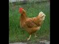 Chicken & Corn - Annihilator