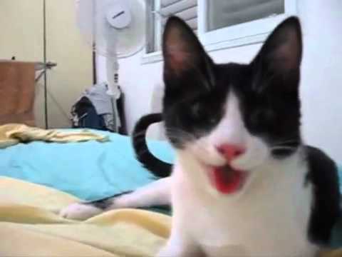 Image video Un chat qui se prend pour un chien