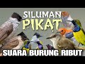 Suara Pikat Burcil Kombinasi Kutilang Dan Burcil Ribut