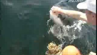 Man Touches Shark on Snout