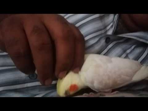 Tweety ( cockatiel ) loves cuddling.