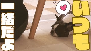絶妙な距離感の妻と愛犬