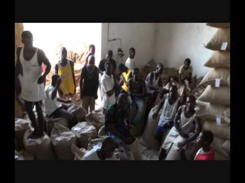 Sierra Leone Cocoa exporting with Bio United in Pendembu.