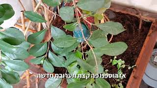 גויבה תותית במרפסת מזרחית