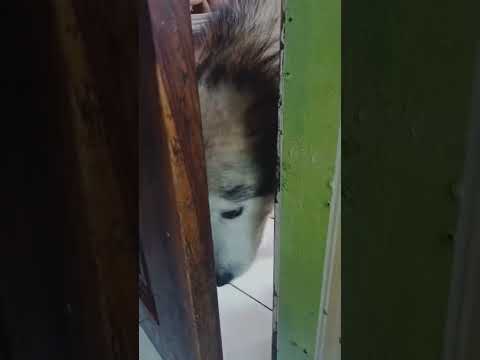 Good Morning Kuya ICE #alaskanmalamute