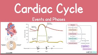 The Cardiac Cycle: Phases, Electrical and mechanical events, Heart Sounds and Regulation Simplified