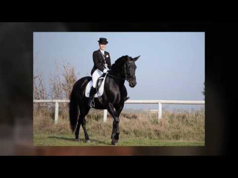 ANDALUSIAN HORSES FOR SALE - YEGUADA D PRESENTS BLACK DRESSAGE STALLION SCHOOLING GRAND PRIX