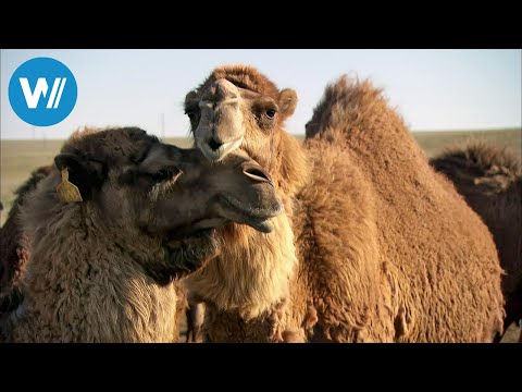 Kamelmilch, Kasachstans Wundermedizin (360° - GEO Reportage)