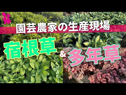 せっかちな人向け: 成長の早い多年草 トピックス