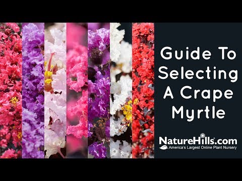 Guide to Selecting A Crape Myrtle | NatureHills.com