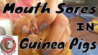 Spike the Guinea Pig has Cheilitis , Scabs on Lips and Treatment Tips