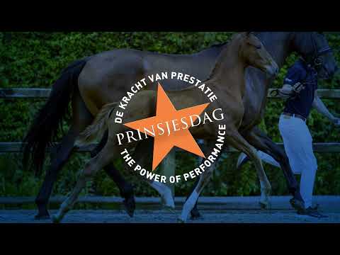 D25 Royal Diamond (Le Formidable x Vivaldi x Ulft)