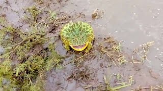 Toad Screams in Self Defence Technique