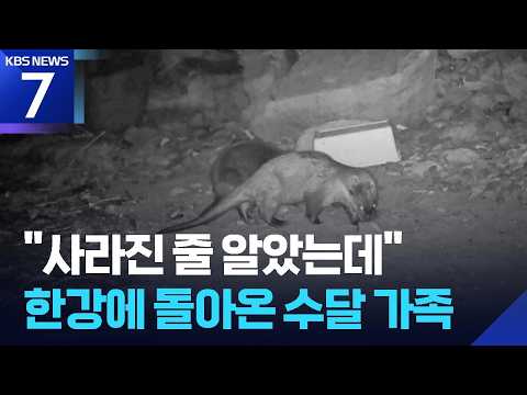 “사라진 줄 알았는데”…한강에 돌아온 수달 가족 / KBS 2026.09.04.