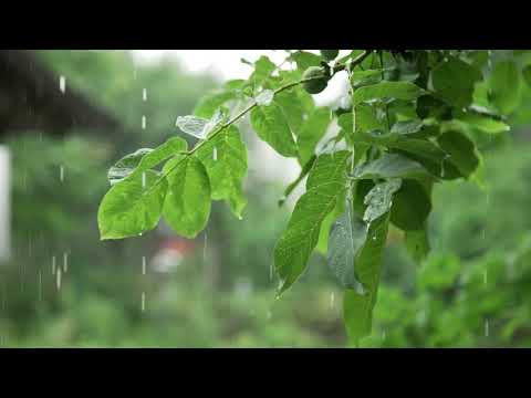 ?️? SONO PROFUNDO: O PODER DO SOM DA CHUVA PARA DORMIR ??️