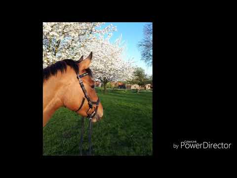 Daylight Verkaufspony