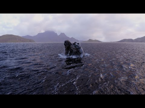 Backrooms Level 4000 - La Kameloha Entity