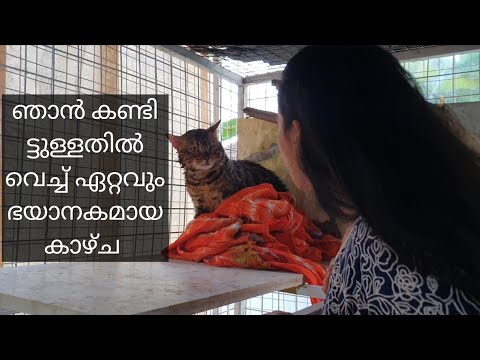 Anu Joseph The most terrifying sight I have ever seen