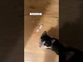 Agnes My Tuxedo Cat Meows For Scratches And Shows Me Where To Scratch