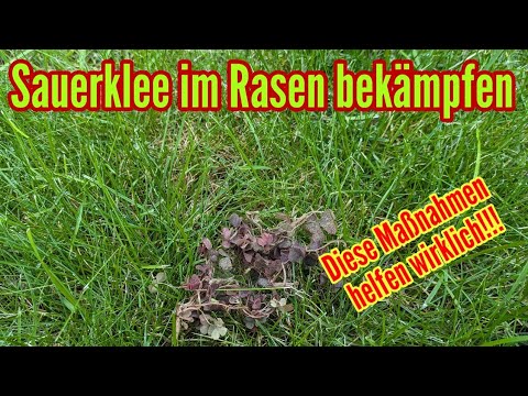 Removing wood sorrel from your lawn – These measures really help! Combating wood sorrel