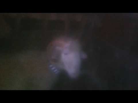 Dhent e sfillares tposhtme