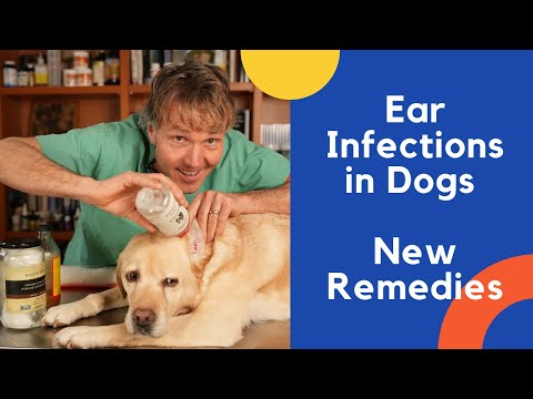 YouTube video about: Can a dog swim with an ear infection?