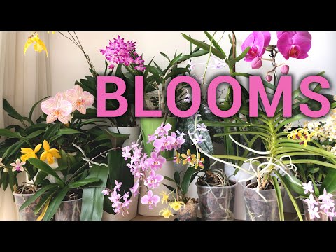 15 Windowsill Orchids in Bloom