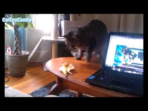 Funny Cats Scared Of Random Things Compilation