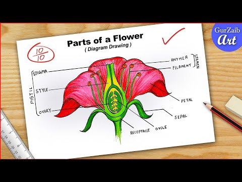 How To Draw Parts of Flower Diagram CBSE || Labelled Longitudinal Section Of Flower || easy