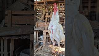 Download lagu the white Rooster bangkok Thailand crowing sound || pitik bangkok kluruk #ayam #bangkok #thailand mp3