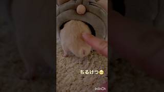 ちるけつ🐹#kawaii #ハムスター #pets #cute #japan #癒し #キンクマ #follow