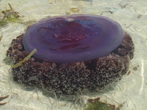 Фиолетовая Медуза. Себу, Филиппины. Purple Jellyfish. Cebu, Philippines. 