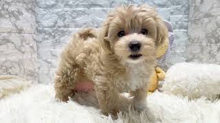 ハーフ犬の動画01